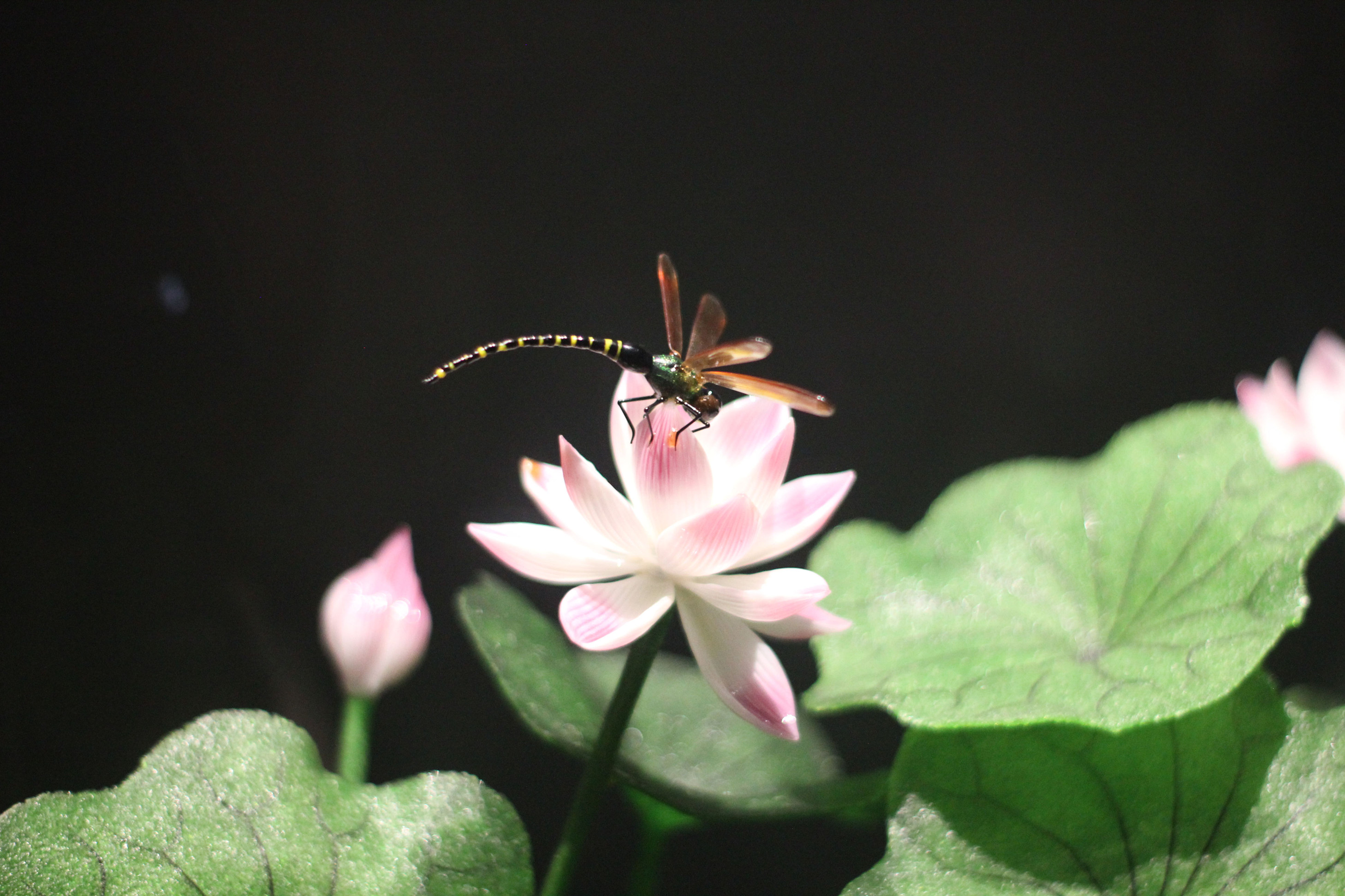 ����(�й�����)KAIYUN